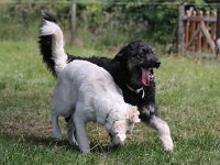 Puppys van Bliss040622-0086